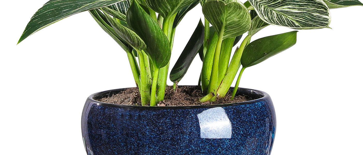 Vicrays Ceramic Plant Pots Indoor